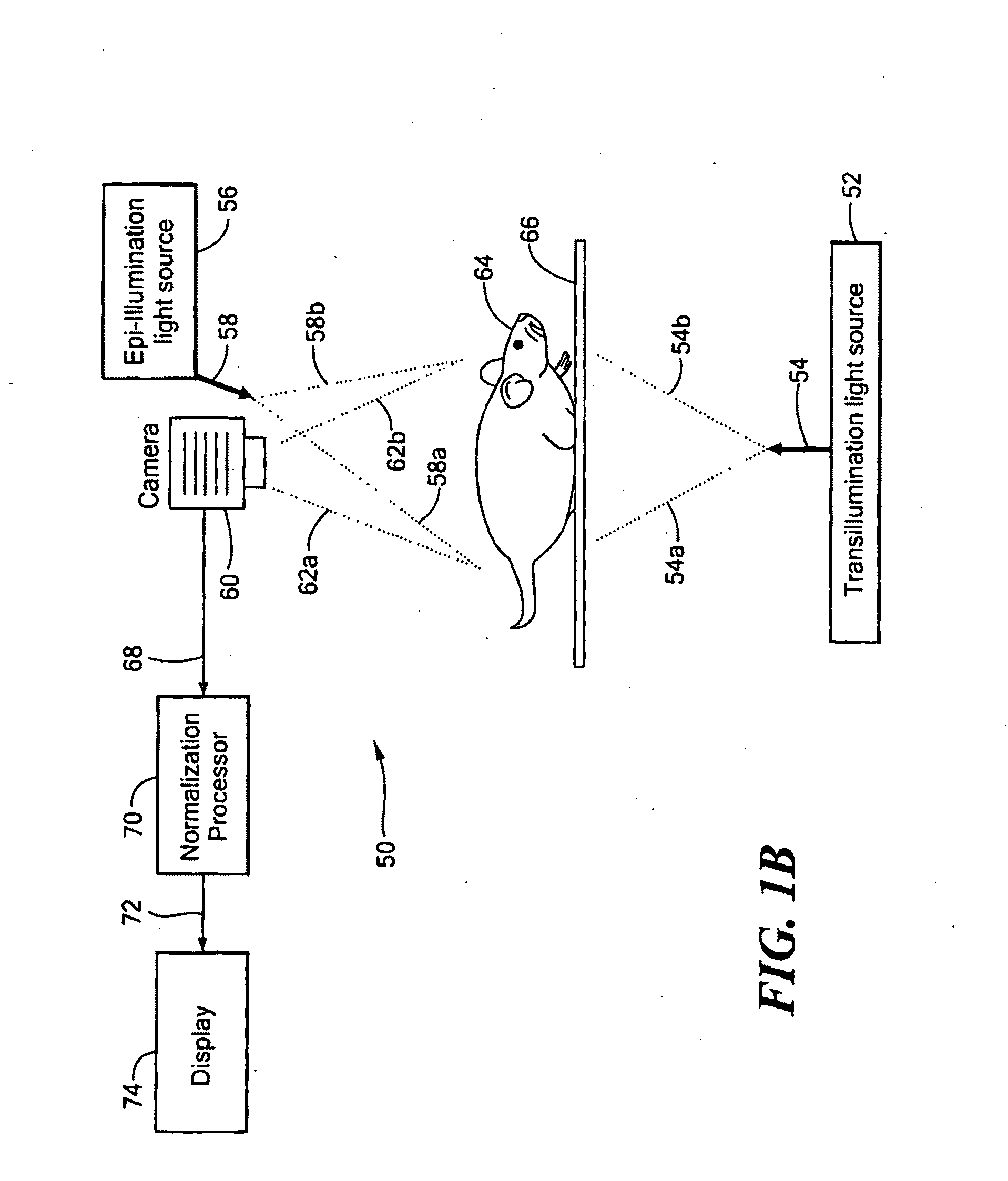 System and Method for Normalized Flourescence or Bioluminescence Imaging