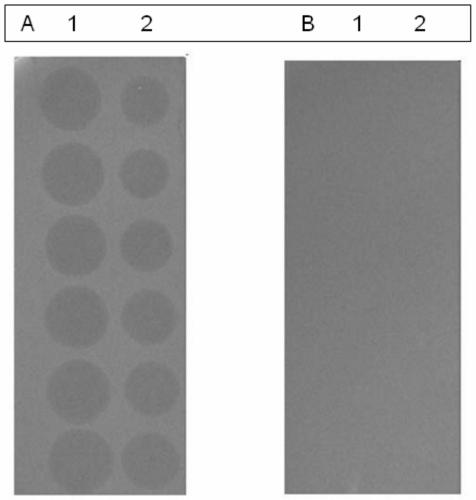 Broad-spectrum anti-phage E. Coli BL21-(DE3)-PR and application thereof