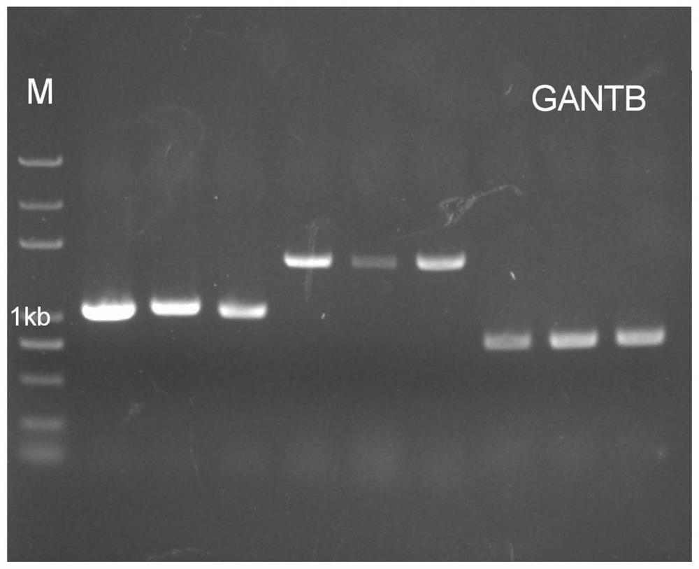 Application of gene gnatb as selection marker gene in resistance selection