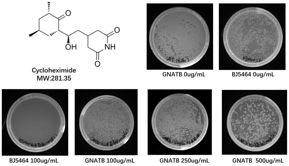 Application of gene gnatb as selection marker gene in resistance selection