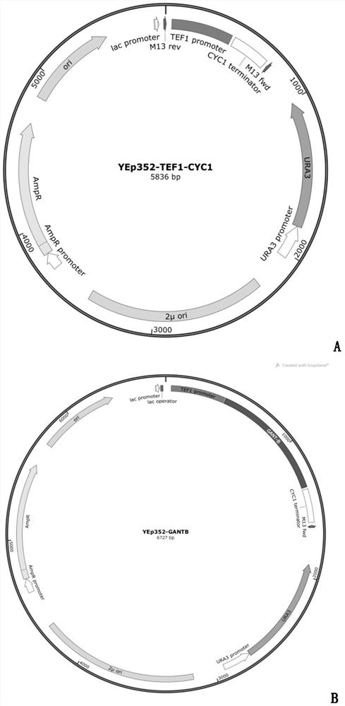 Application of gene gnatb as selection marker gene in resistance selection