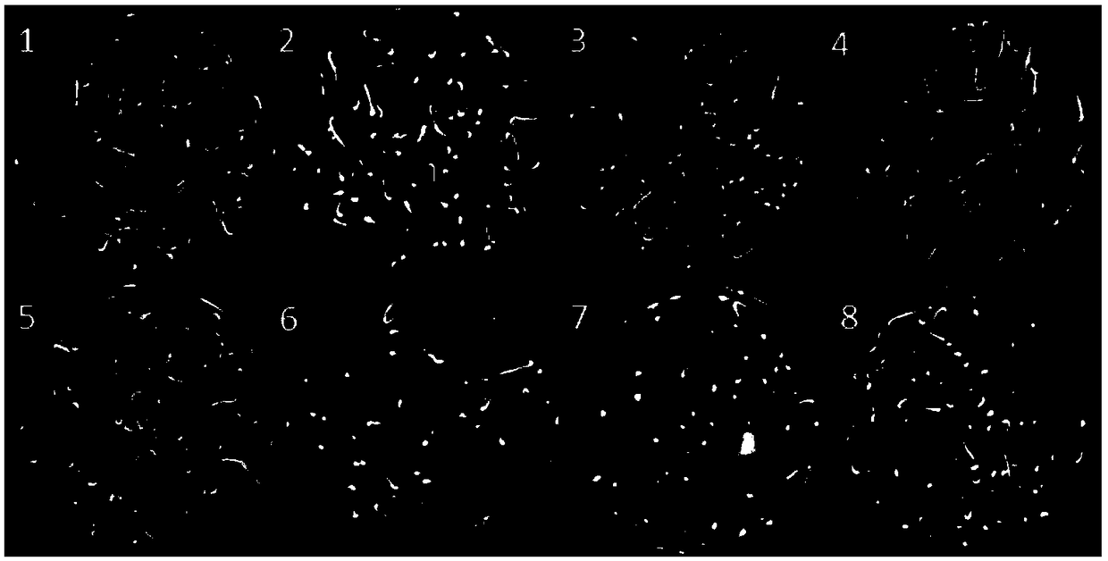 A kind of bacterial fruit spot disease seed fungicide and its application