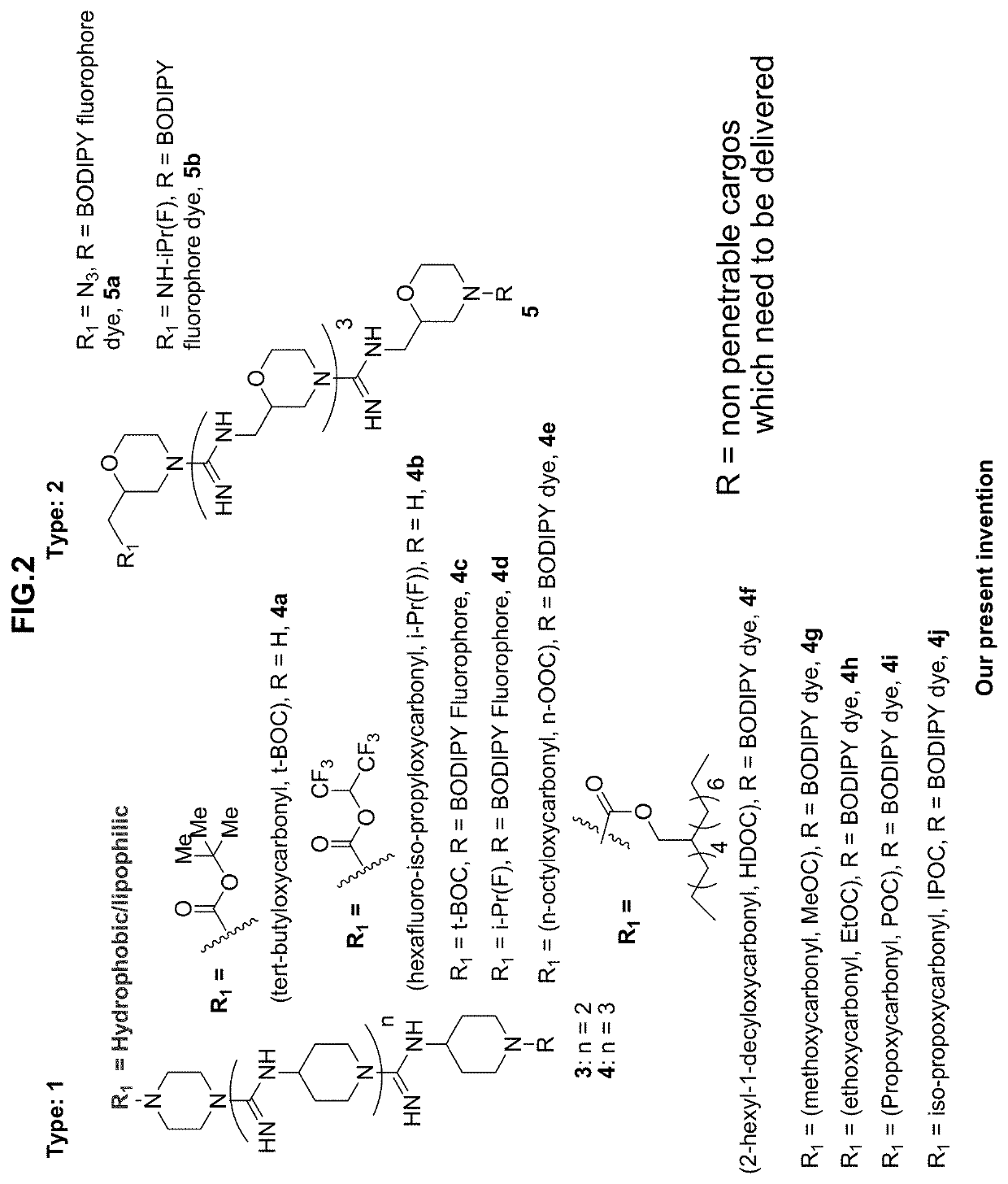 Oligo-guanidines based cellular transporter comprising heterocyclic rings with hydrophobic and/or lipophilic groups at N-terminal for effective delivery of nonpenetrable cargos in-vitro and in-vivo