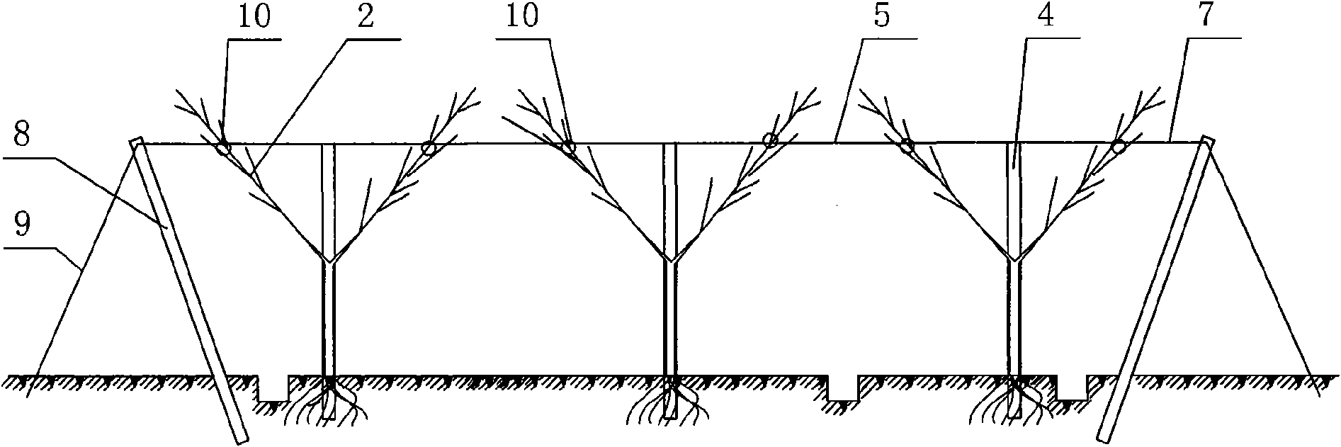 Y-shaped fruit tree and net rack for fixing branches of same