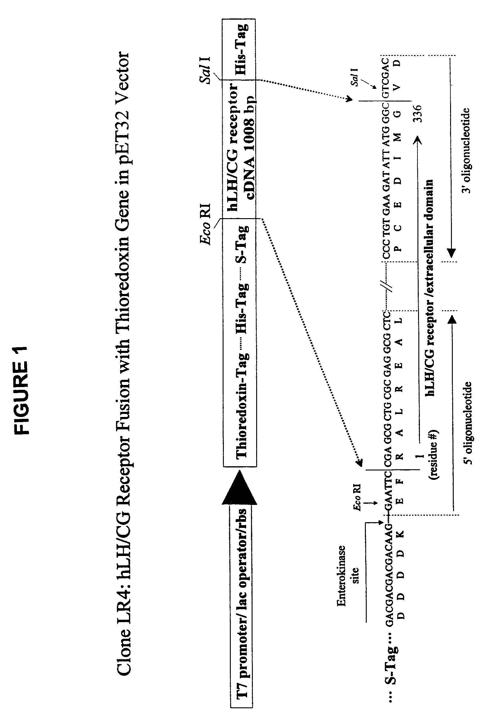 Expression of properly folded and soluble extracellular domain of a gonadotropin receptor