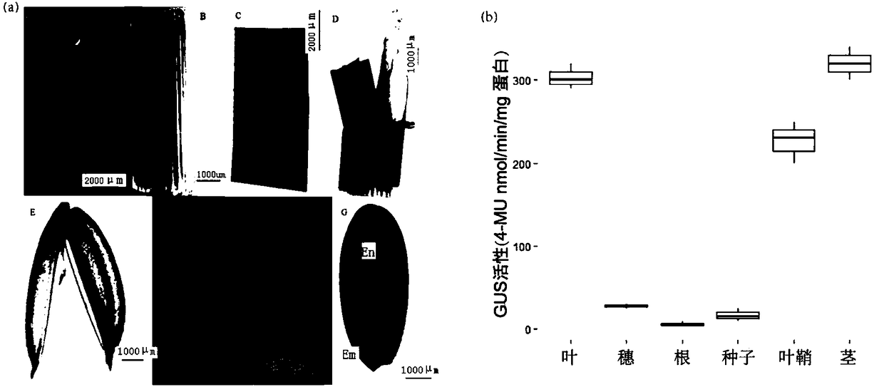 Common wild rice green tissue specific expression gene promoter and application thereof