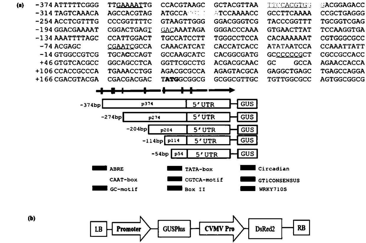 Common wild rice green tissue specific expression gene promoter and application thereof