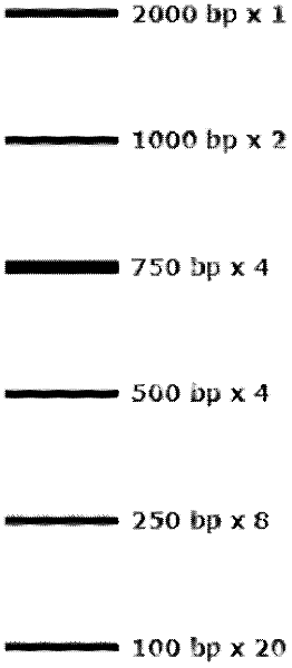 Plasmid for preparing DNA Marker, and construction method and application thereof