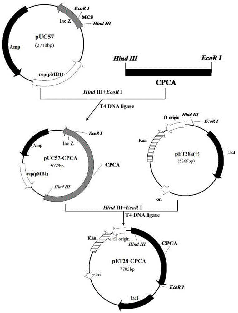 Mutant cephalosporin C acylase, method for preparing same and method for converting 7-aminocephalosporin acid (ACA)