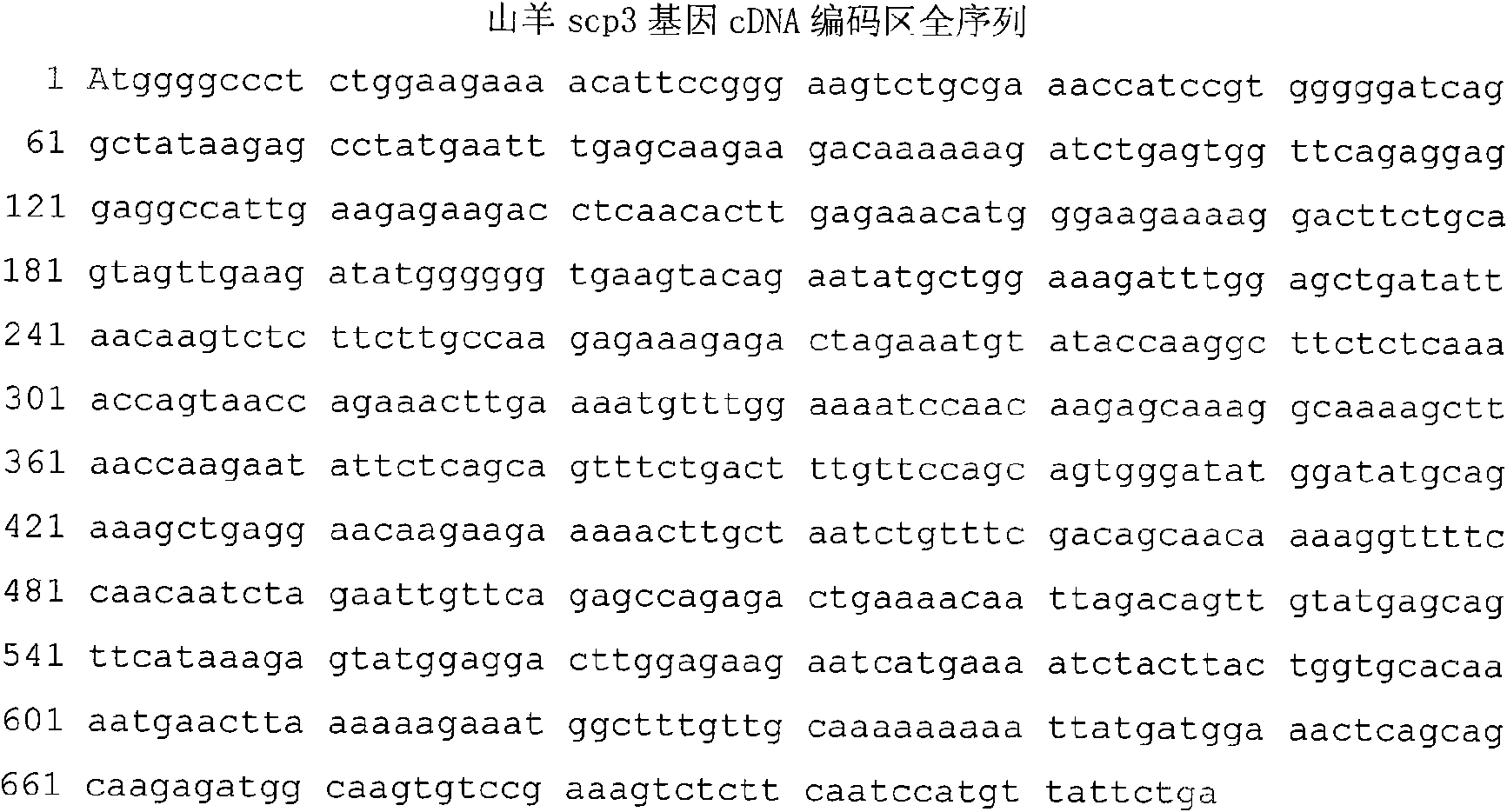 Nucleotide sequence of cDNA code area of goat Scp3 gene