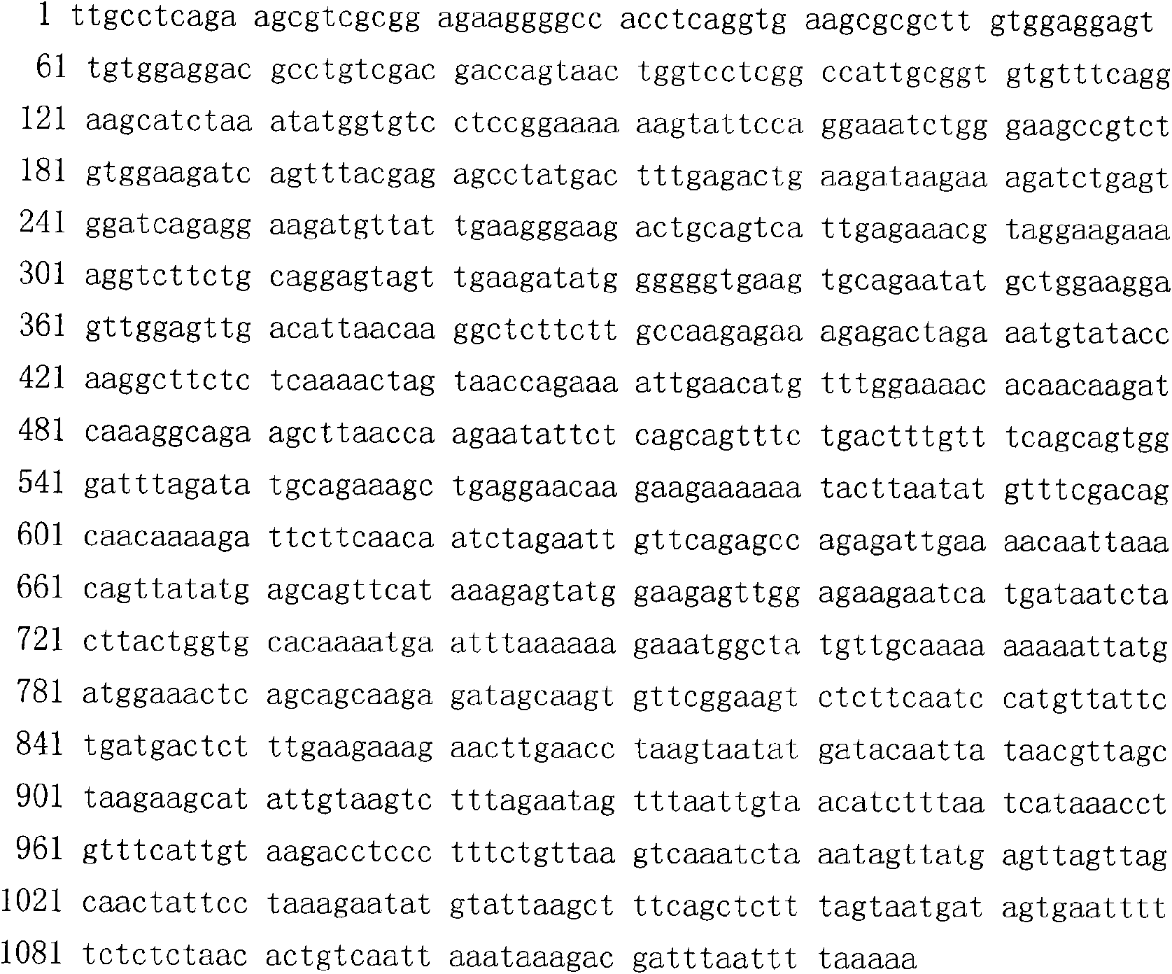 Nucleotide sequence of cDNA code area of goat Scp3 gene