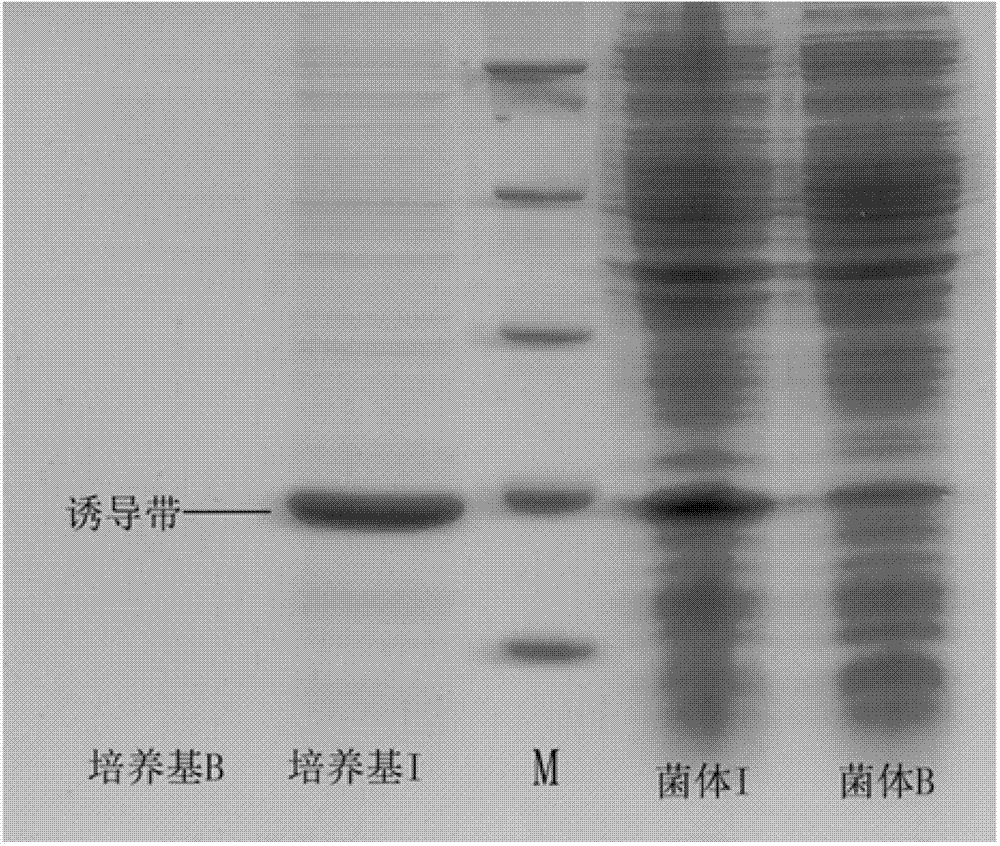 Construction method of colon bacillus genetic engineering strain for secretory expression of Metchnikowin antibacterial peptide