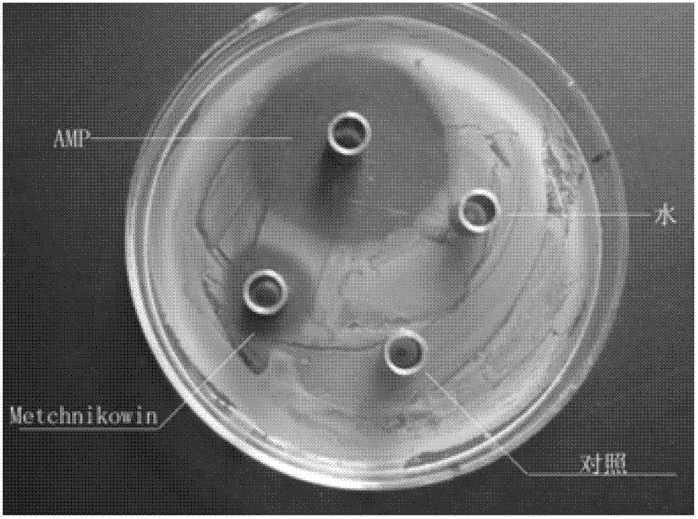 Construction method of colon bacillus genetic engineering strain for secretory expression of Metchnikowin antibacterial peptide