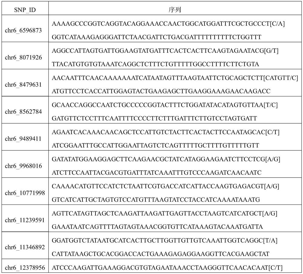 SNP (Single Nucleotide Polymorphism) site and Hf-KASP1 marker for judging hardness of watermelon pulp and application of SNP site and Hf-KASP1 marker