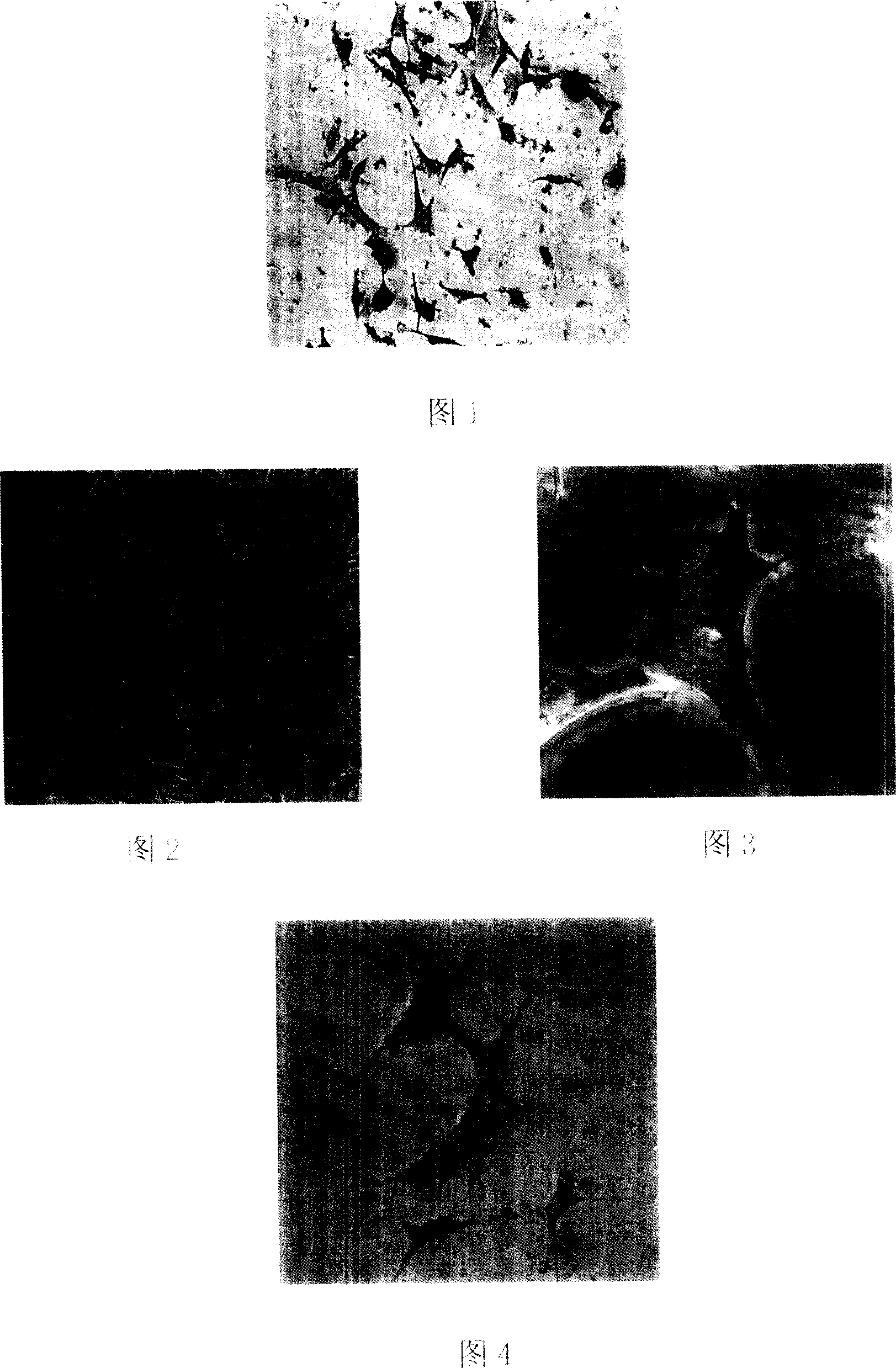 Method for differentiating osteoplastic cells by oriented inducing chick embryo primordial germ cell