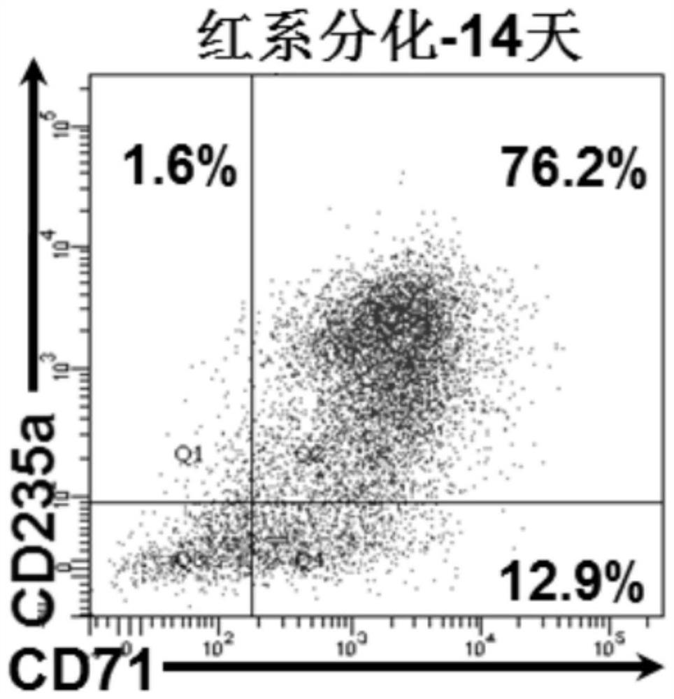 Use of bcl-2 small molecule inhibitor in preparing mature erythrocytes