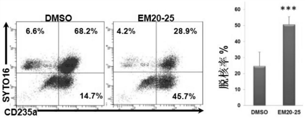 Use of bcl-2 small molecule inhibitor in preparing mature erythrocytes