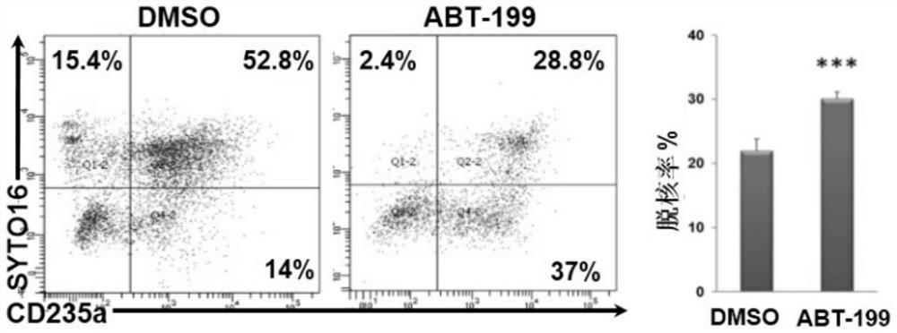 Use of bcl-2 small molecule inhibitor in preparing mature erythrocytes