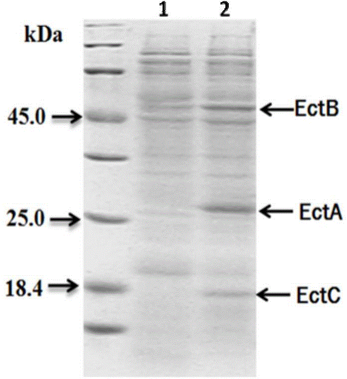 Escherichia coli engineering bacterium for high-yield tetrahydropyrimidine and applications of escherichia coli engineering bacterium