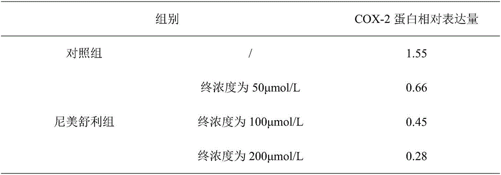 Epoxidase-2 and application of inhibitor thereof for bladder cancer