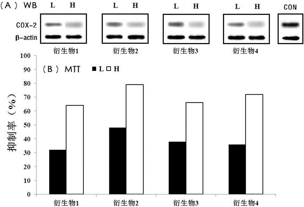 Epoxidase-2 and application of inhibitor thereof for bladder cancer