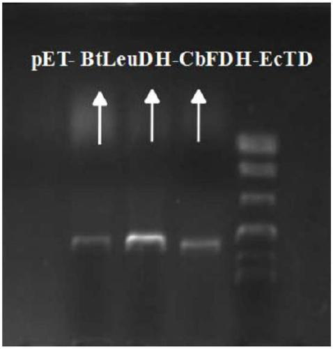 Construction and application of recombinant strain converting L-threonine to L-2-aminobutyric acid