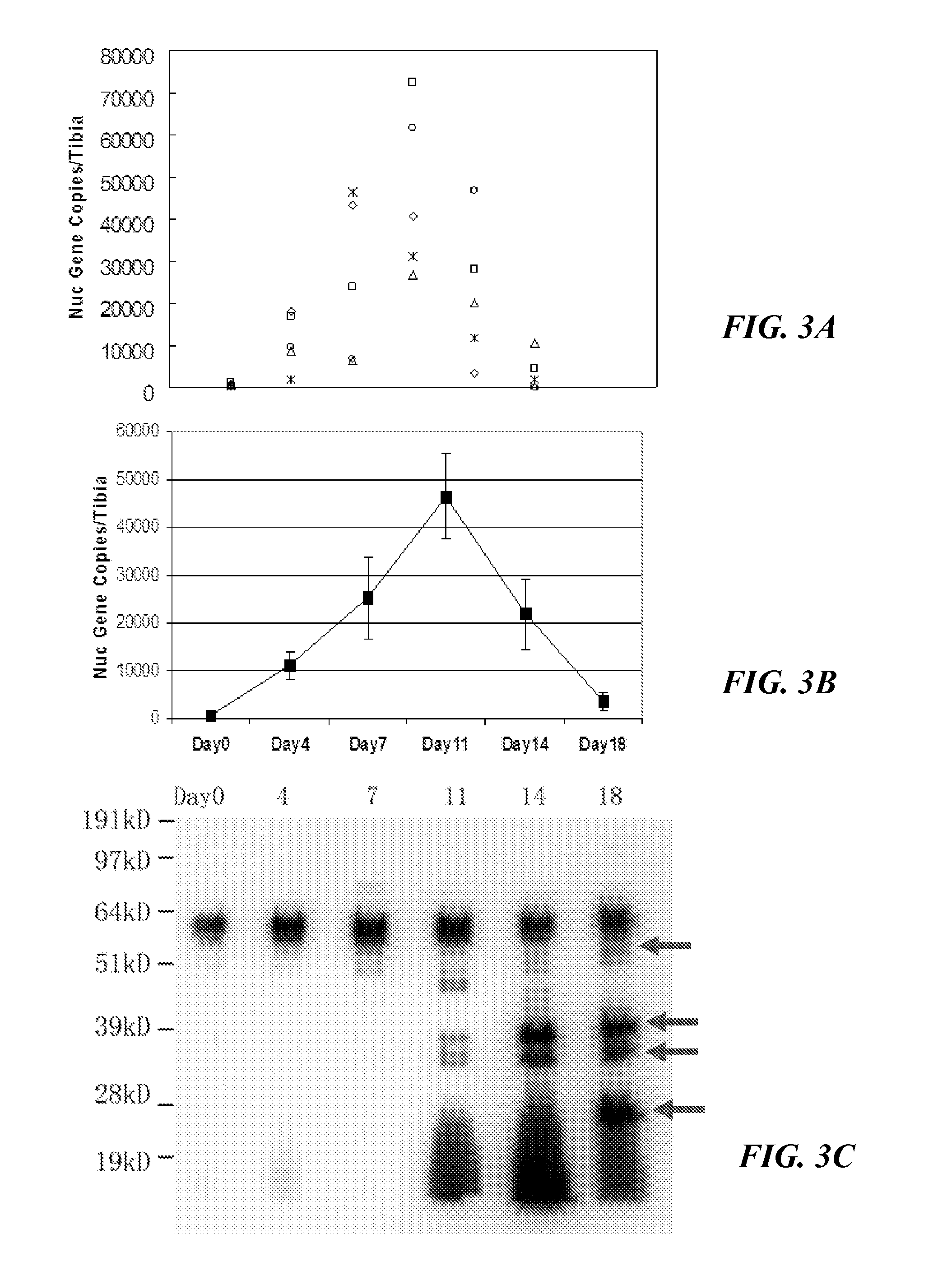 Anti-glucosaminidase passive immunization for staphylococcus aureus infections