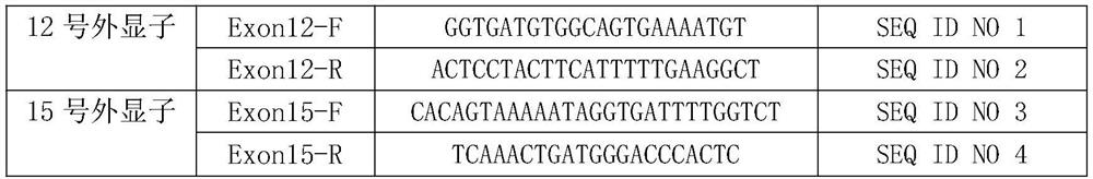 Primer combination, kit, model, construction method and detection method for detecting BRAF gene mutation