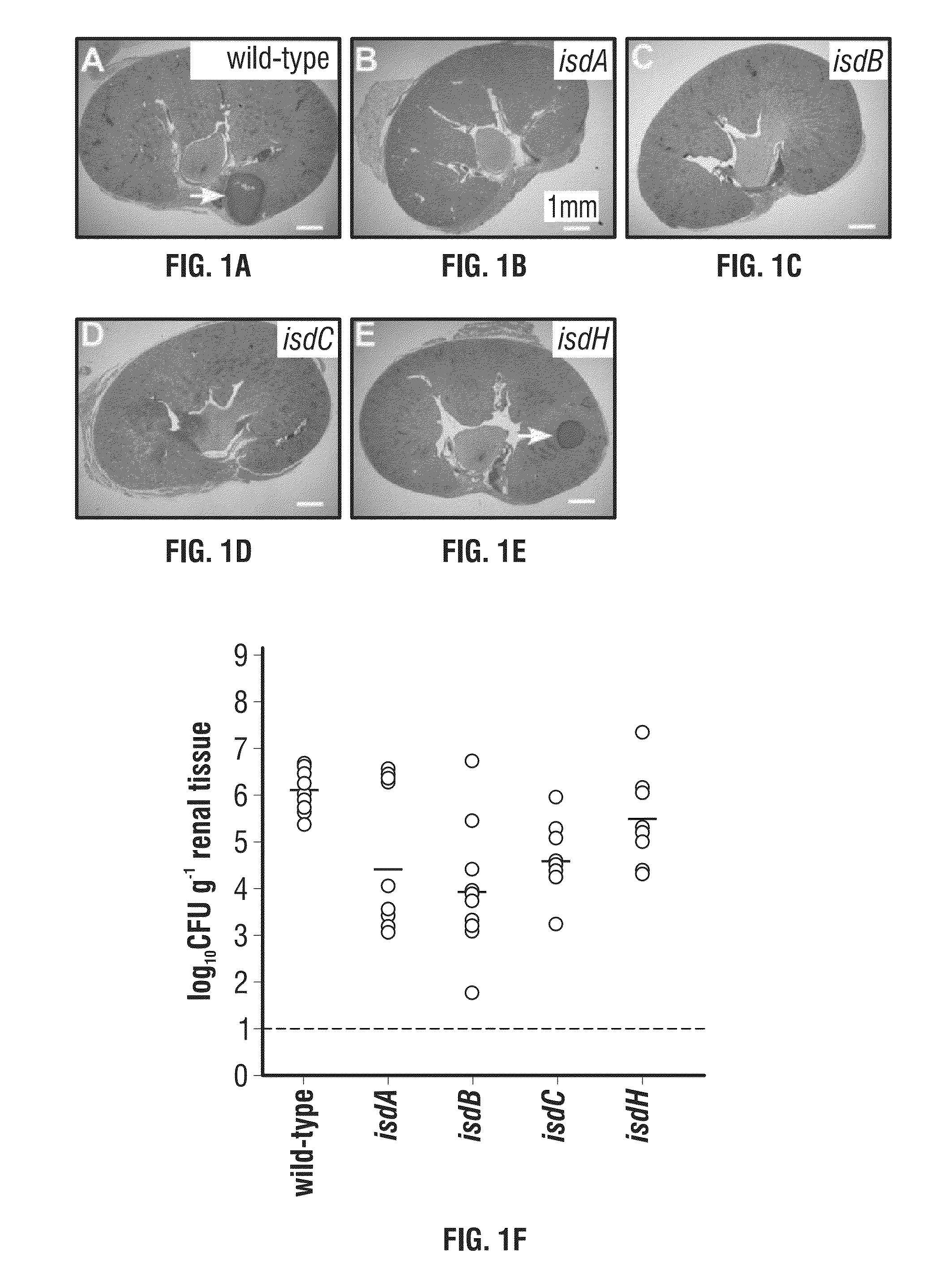 Compositions and methods related to antibodies to staphylococcal proteins isda or isdb