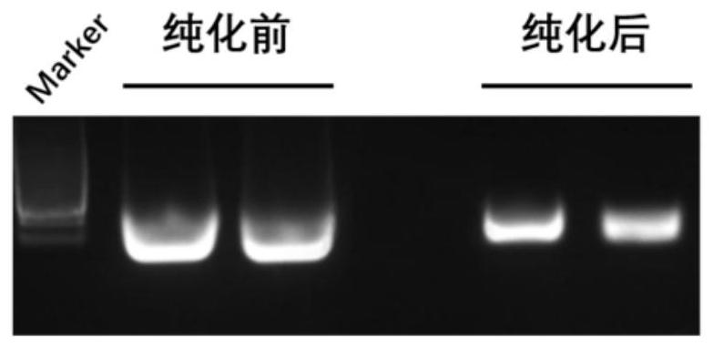 Preparation method and application of a rrbp1 gene knockout tropical clawed frog model