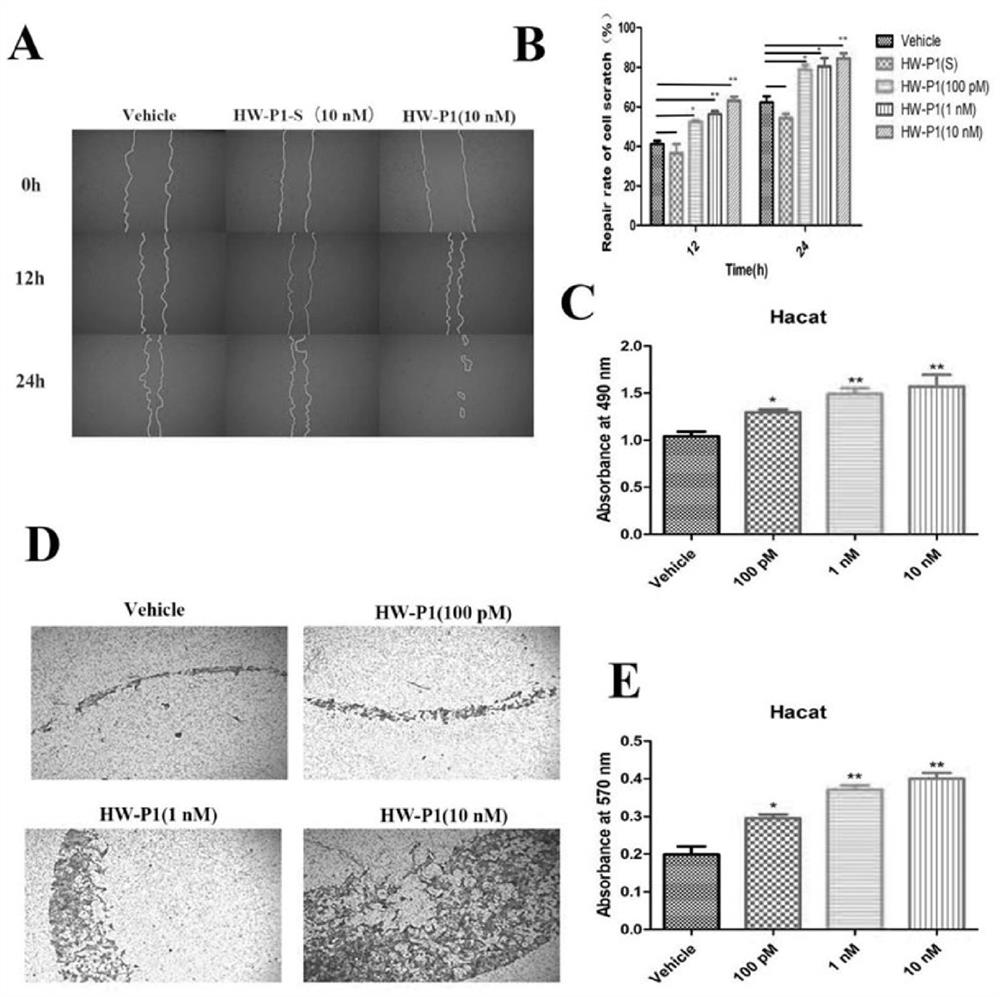 A kind of skin protection peptide hw-p1 and its preparation method and application