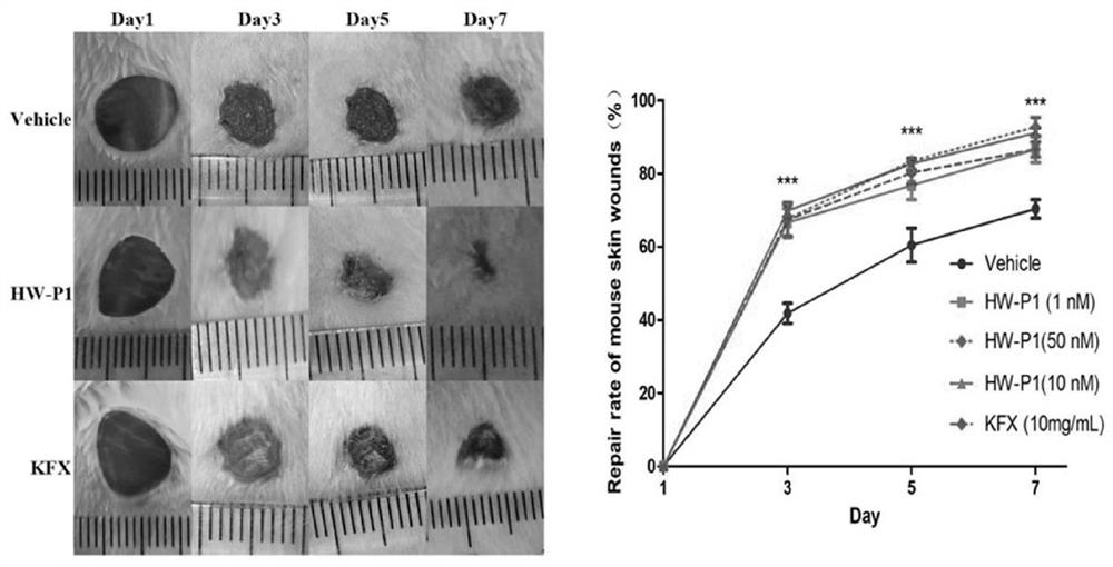 A kind of skin protection peptide hw-p1 and its preparation method and application