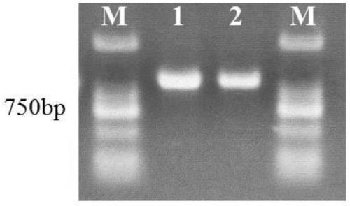 A kind of medicinal wild rice gene oobzip2 and its expression vector and construction method