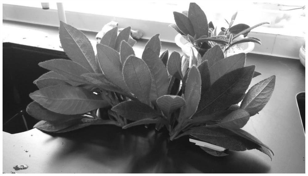 Stem disinfection and proliferation induction method for ardisia mamillata
