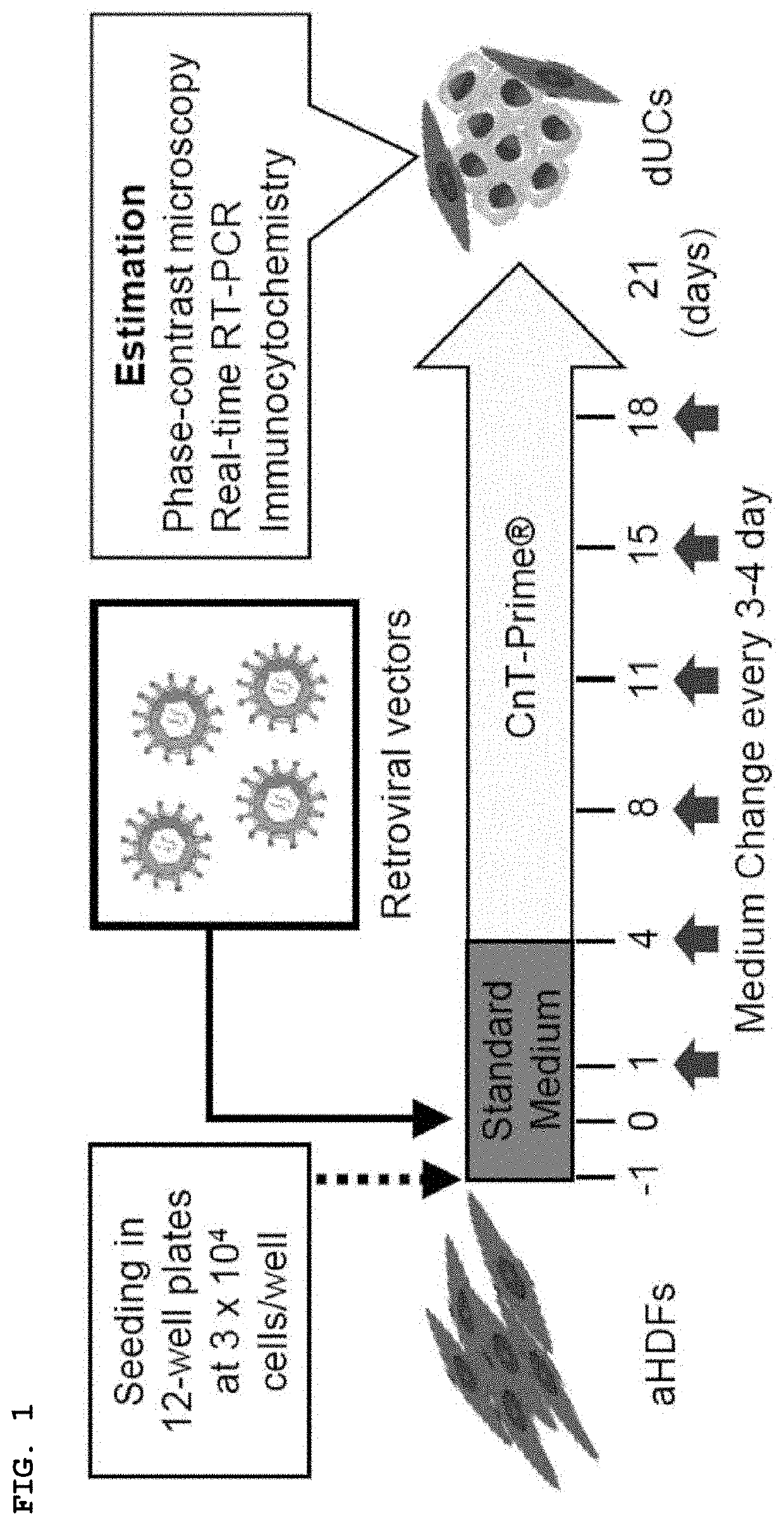 Urothelial cell induction agent and method for inducing urothelial cells