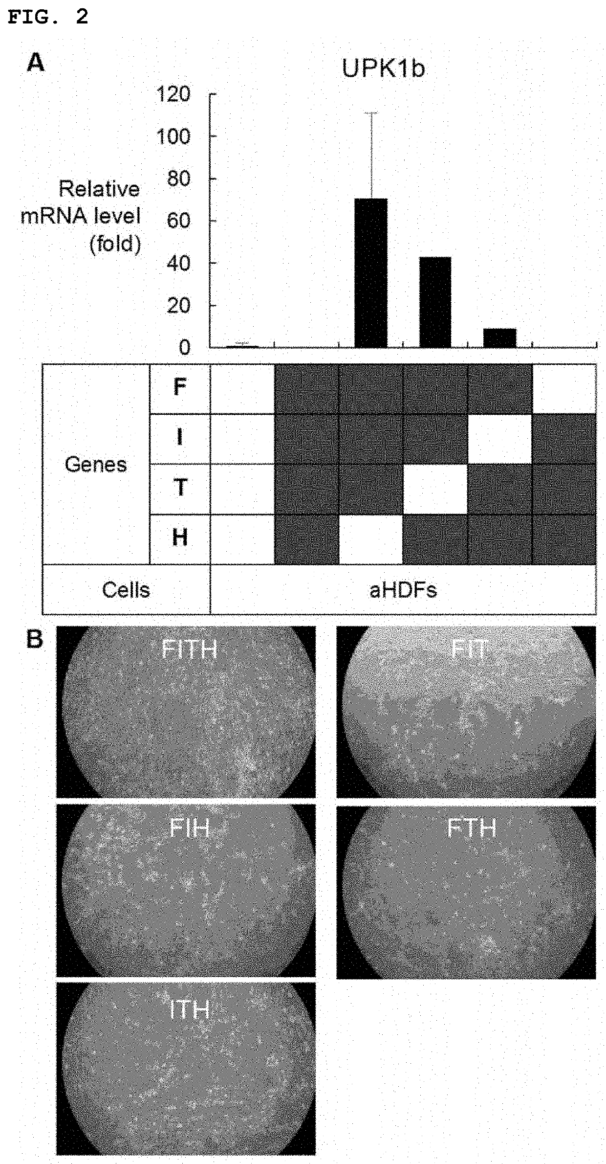 Urothelial cell induction agent and method for inducing urothelial cells