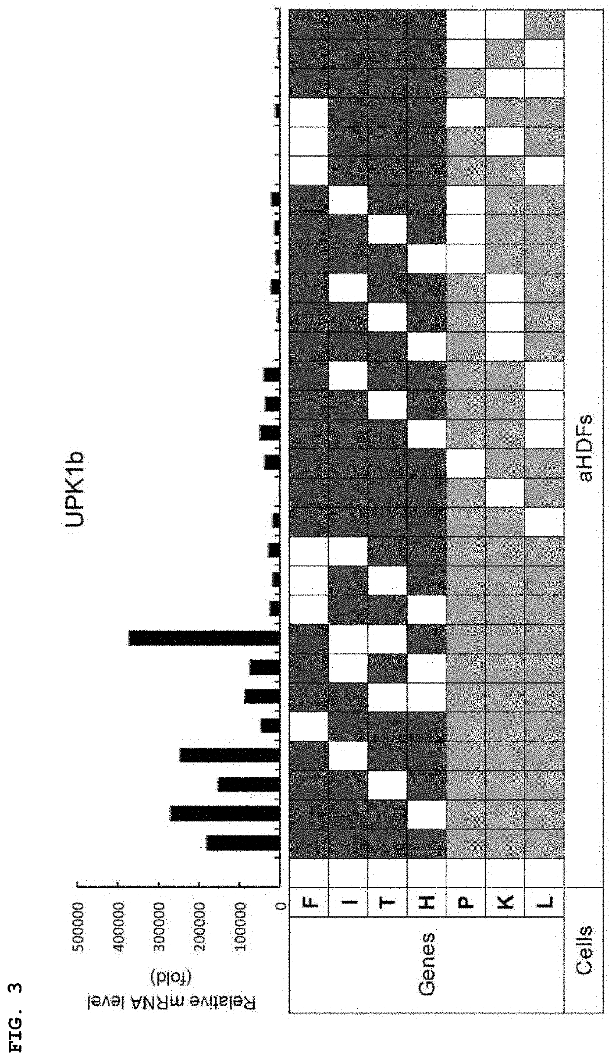 Urothelial cell induction agent and method for inducing urothelial cells