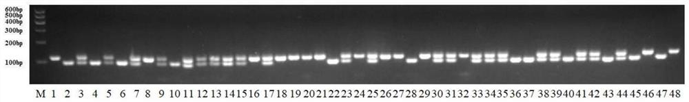 Primer pair for identifying eggplant dominant parthenocarpy gene by using InDel molecular marker and application of primer pair