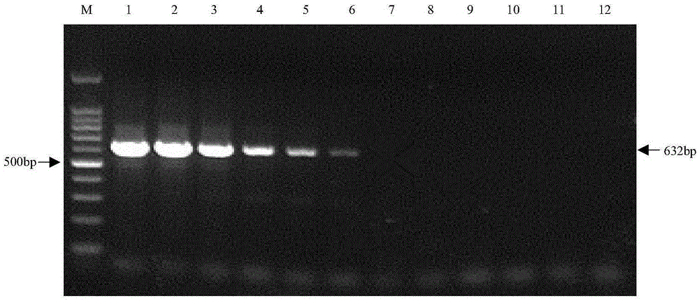 Narcissus retrovirus nested RT-PCR detection kit and its detection method