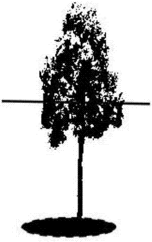 Method using stumping to regenerate and rejuvenate degenerated Elaeagnus angustifolia forest