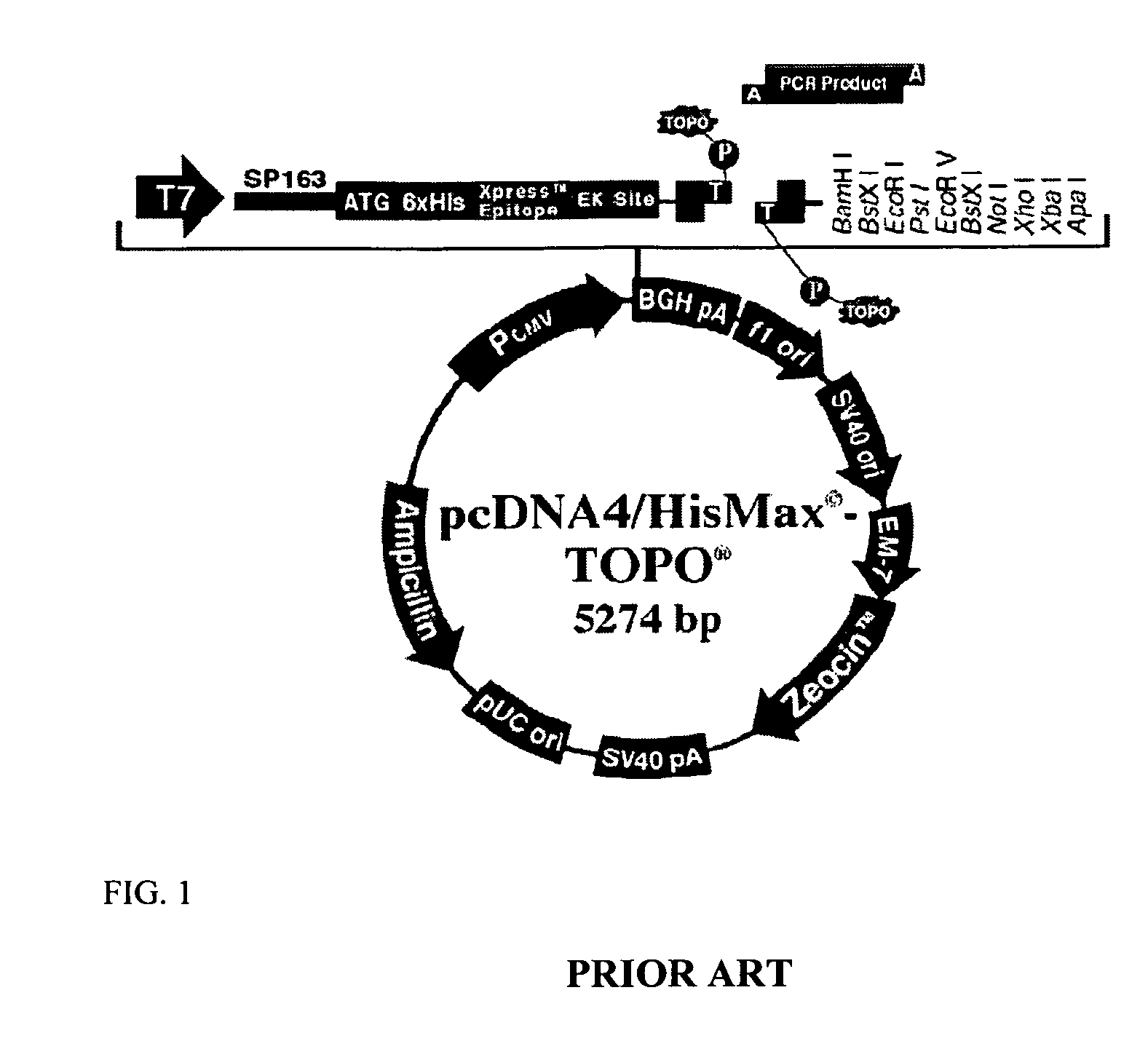Methods and products for biasing cellular development