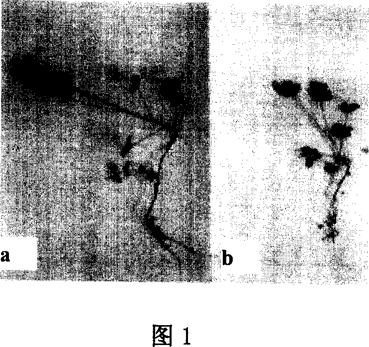 Water retaining fertilizer retaining multifunction polymer composite material and its preparation method