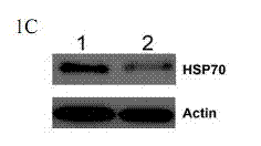 Method for regulating expression, quantity and activity of heat shock protein 70 and application thereof