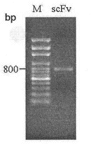 Screening and application of single-chain antibody against fumonisin