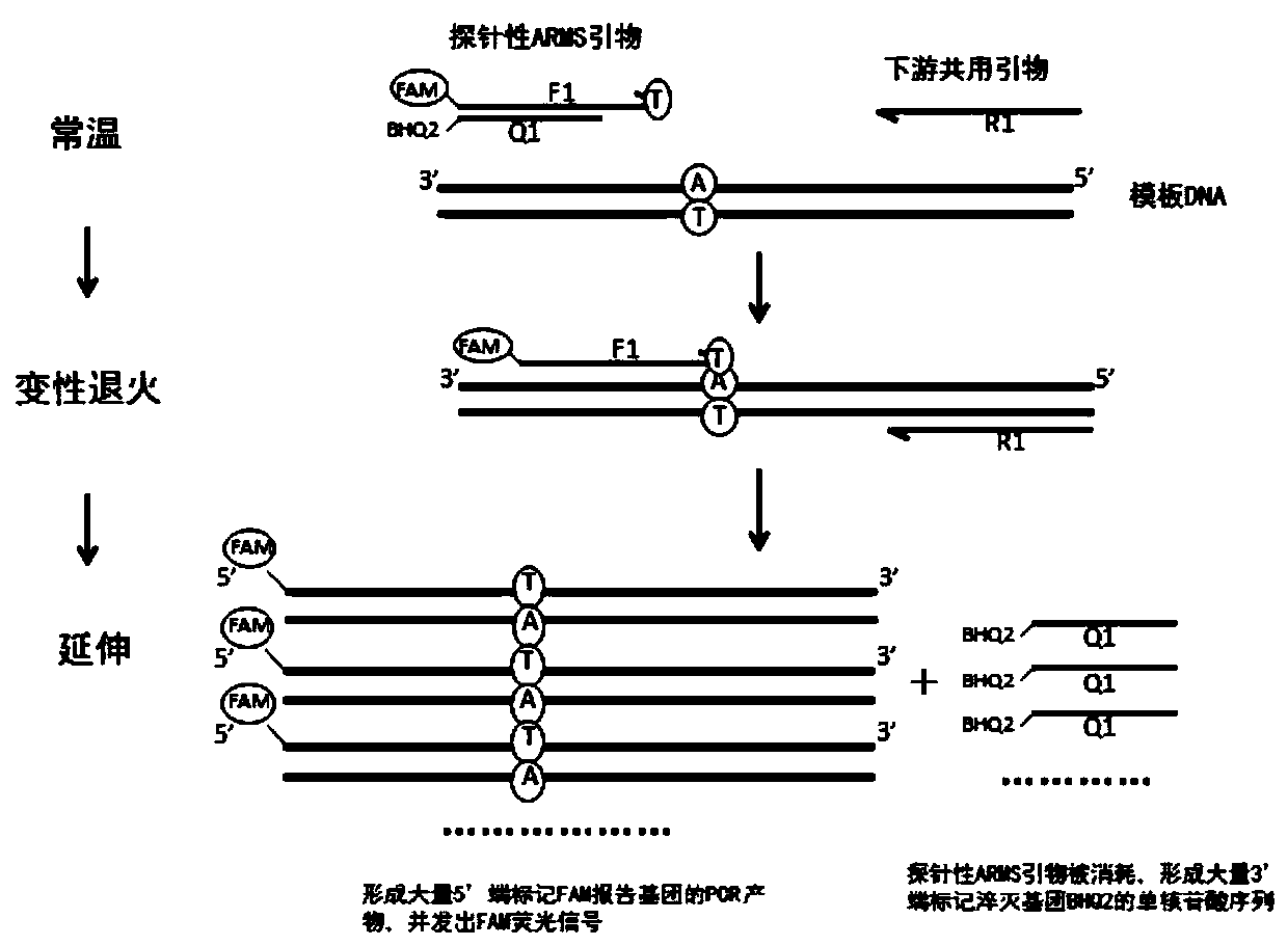 Primer group, method and kit for detecting SLCO1B1 and APOE gene polymorphism based on shared primer probe