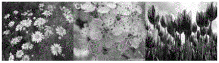 Super-resolution image reconstruction method based on structural self-similarity and sparse representation