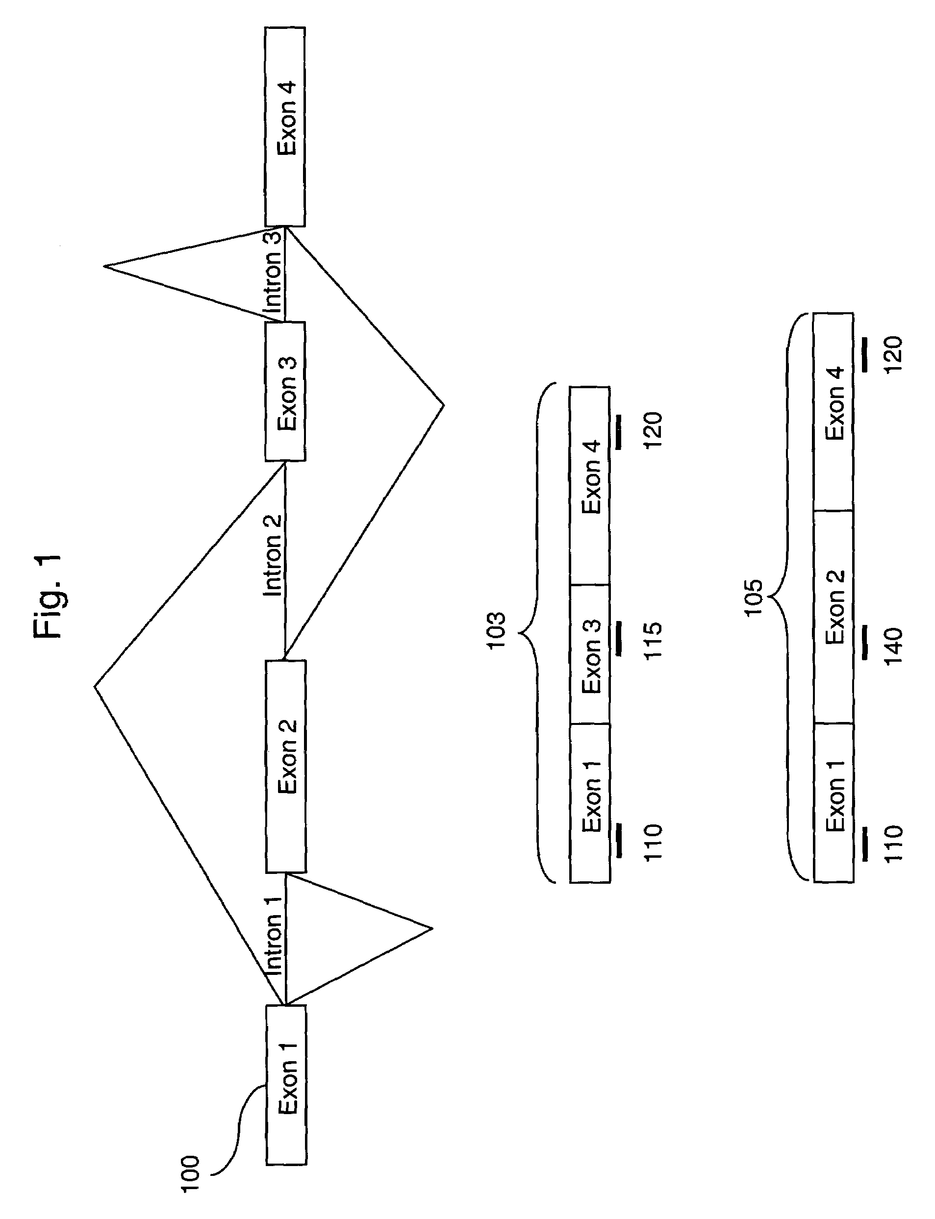 Methods of analysis of alternative splicing in mouse