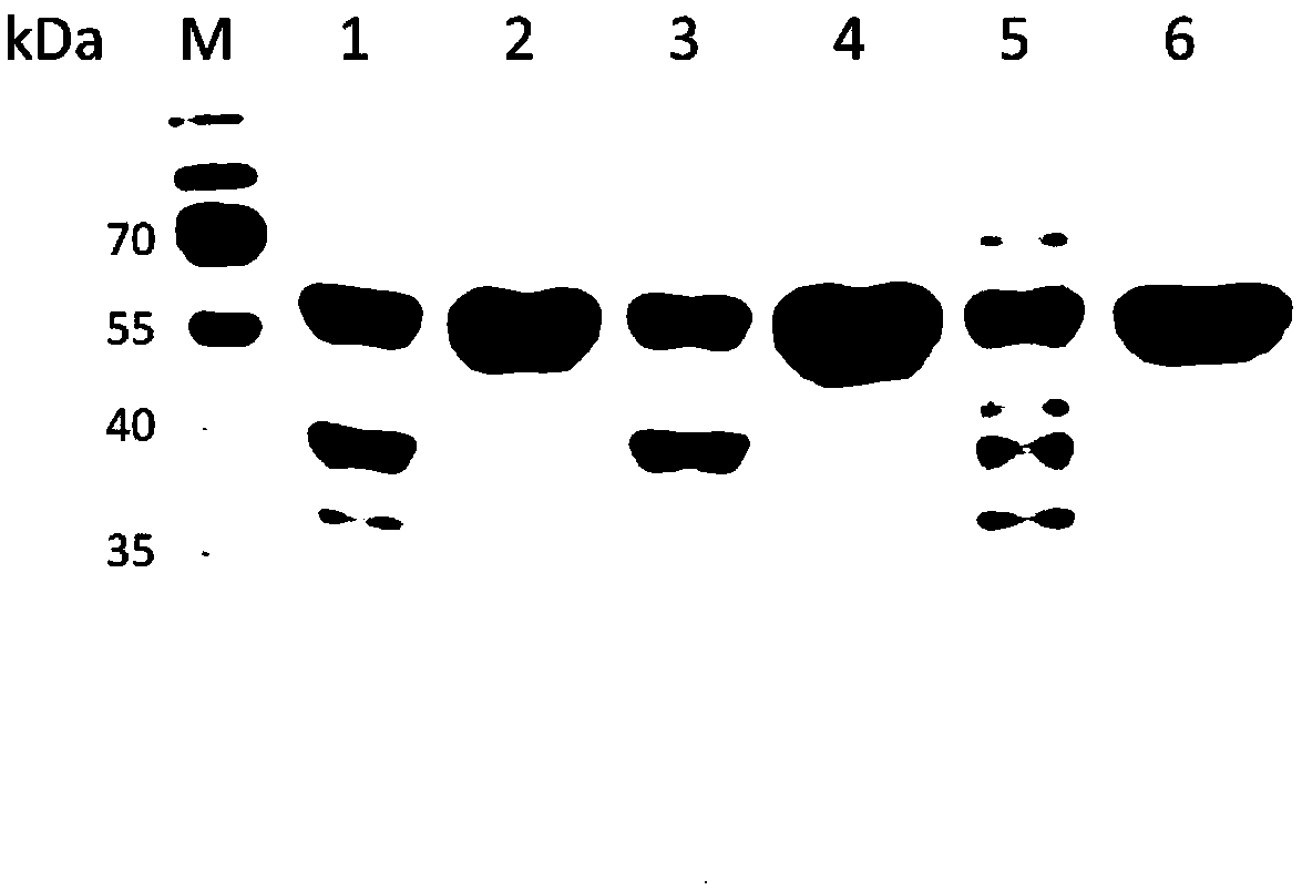 Mutant for improving thermal stability of heparinase I by enzyme flexibility analysis based on molecular dynamics and preparation method thereof