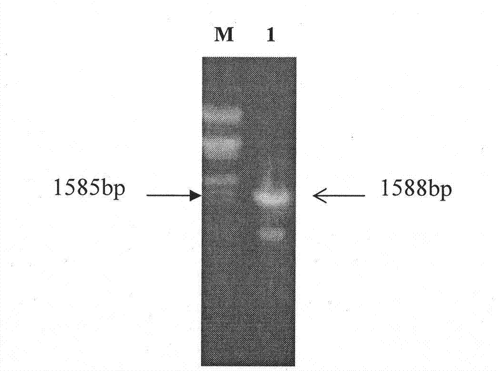 Clone of IRG6 gene having potential anti-classical swine fever virus effect, and construction of stable expression cell line of IRG6 gene