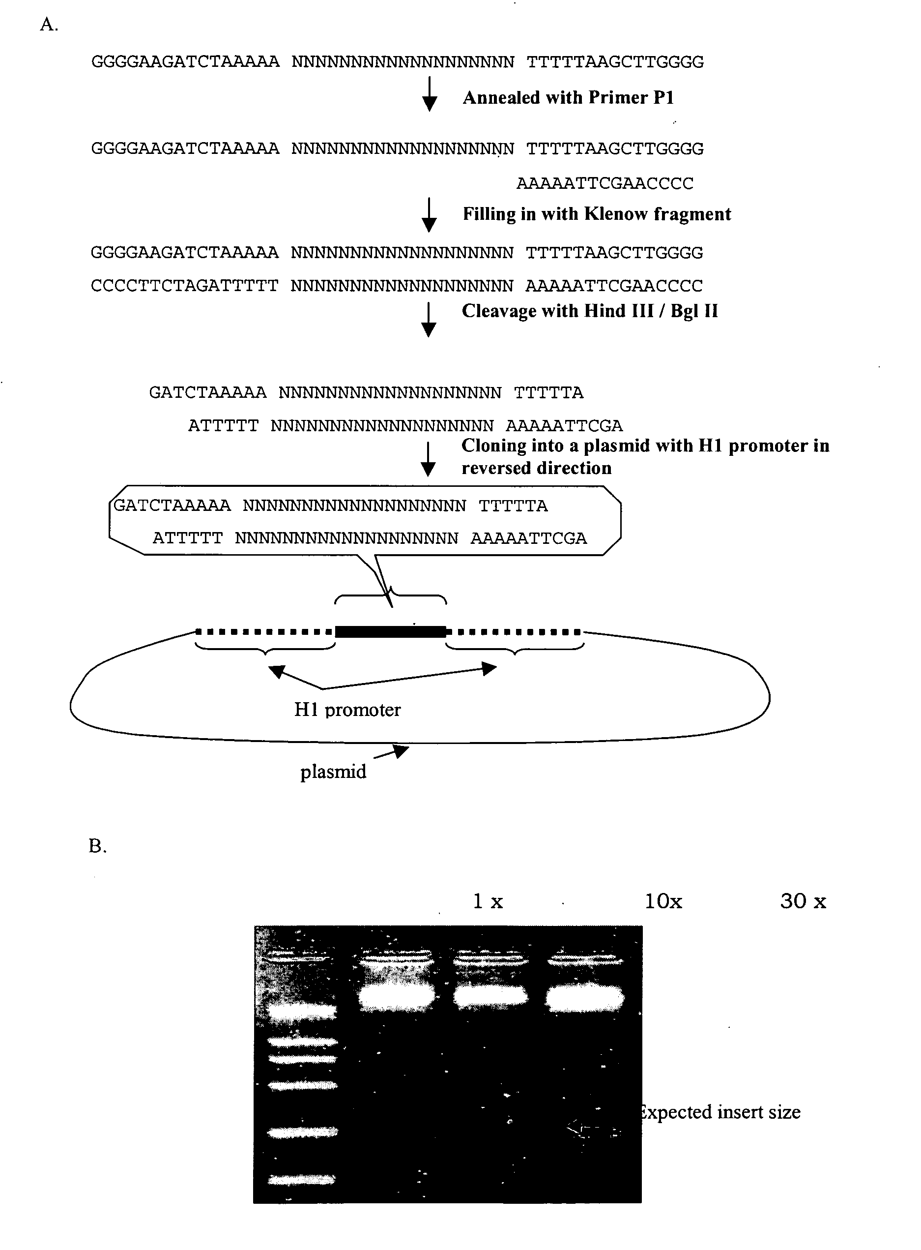 Randomized dna libraries and double-stranded rna libraries, use and method of production thereof